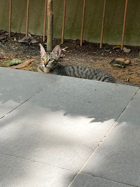 Tabby Girl - Tabby + Domestic Short Hair Cat