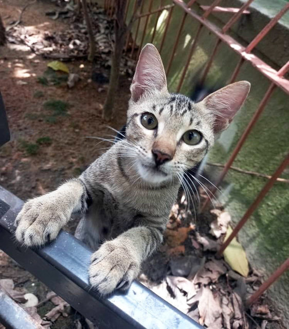 Tabby Girl says “Adopt Me!”