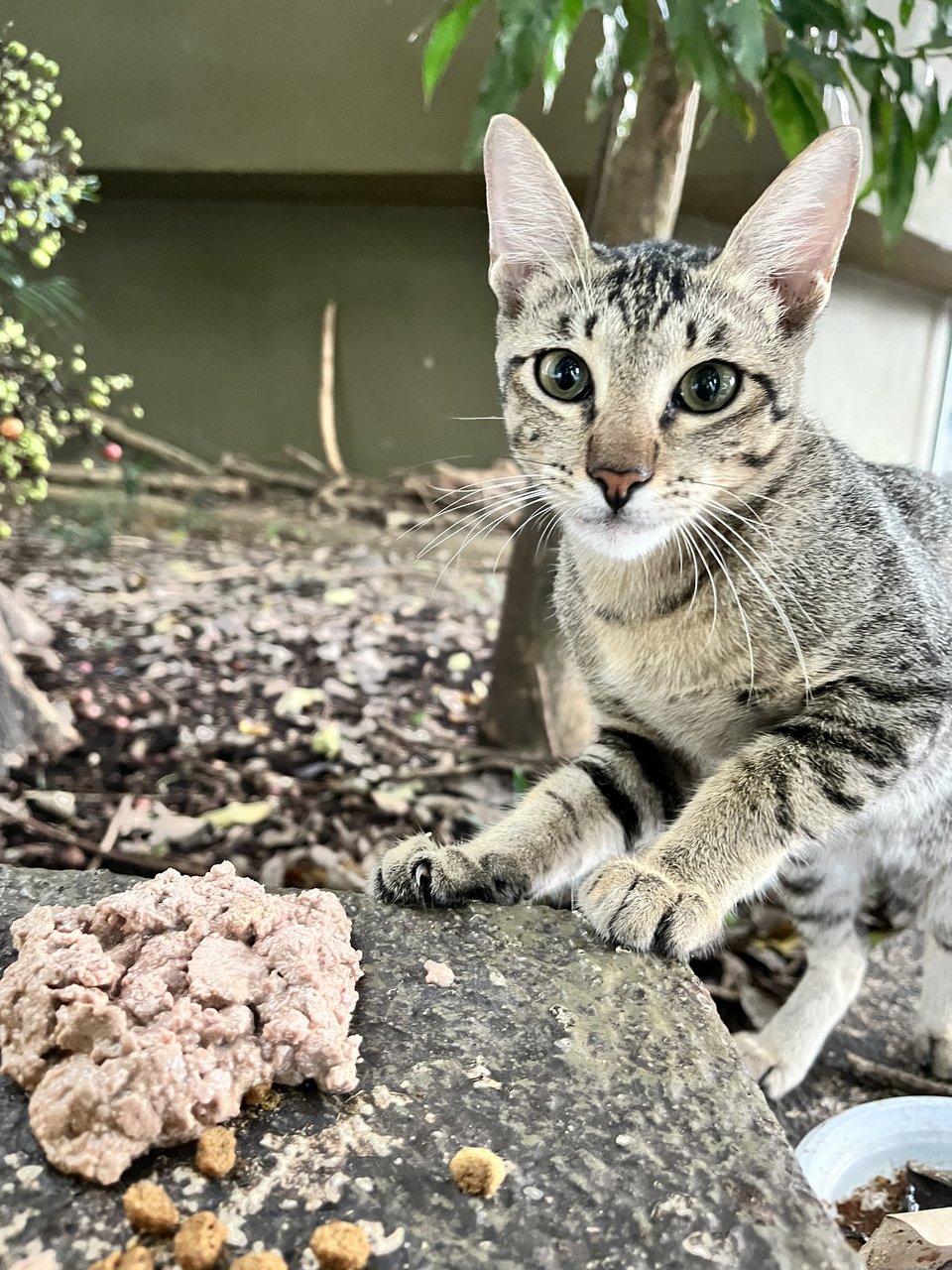 Tabby Girl - Tabby + Domestic Short Hair Cat