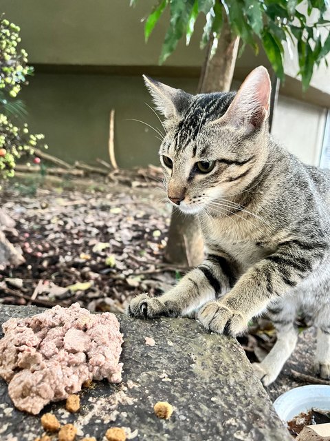 Tabby Girl - Tabby + Domestic Short Hair Cat