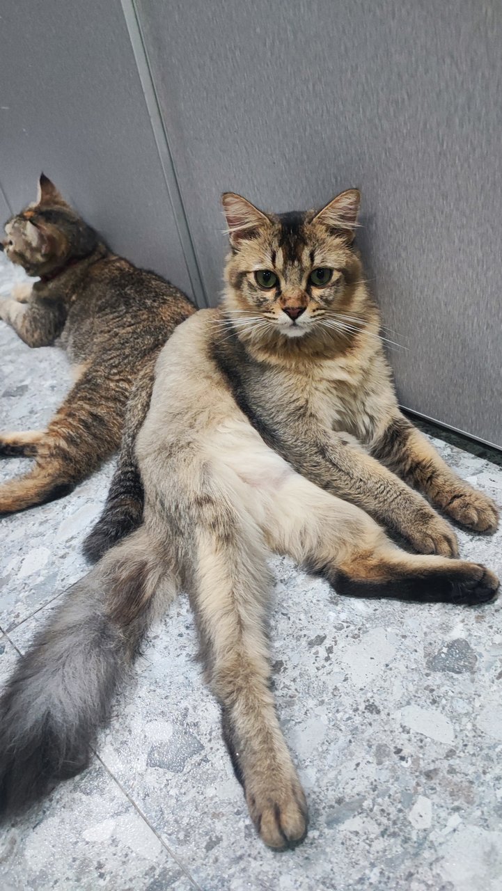 Boba - British Shorthair + Domestic Long Hair Cat