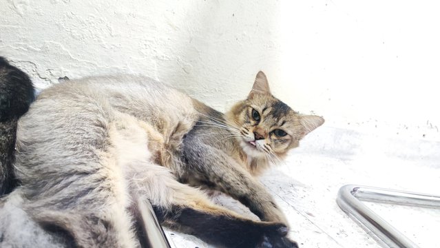 Boba - British Shorthair + Domestic Long Hair Cat