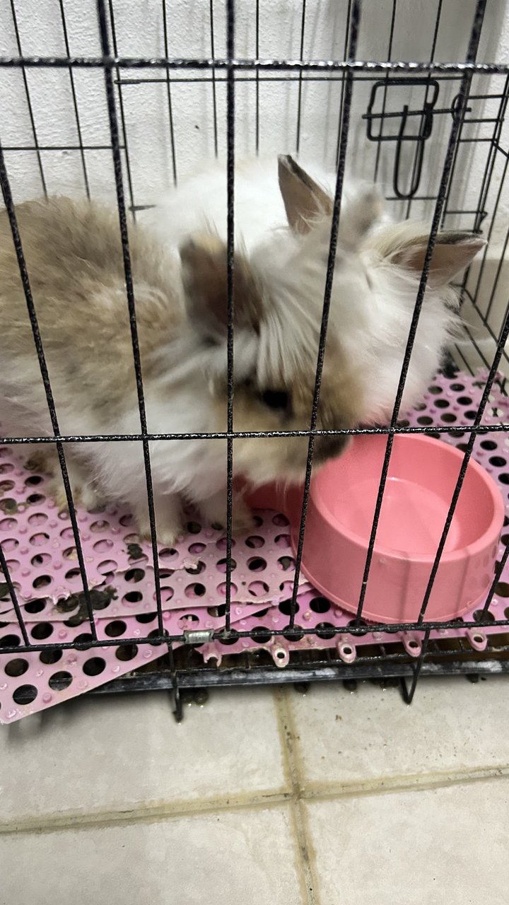 Brownie &amp; Snow - American Fuzzy Lop Rabbit