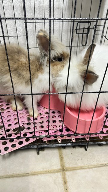 Brownie &amp; Snow - American Fuzzy Lop Rabbit