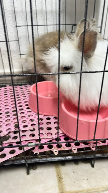 Brownie &amp; Snow - American Fuzzy Lop Rabbit