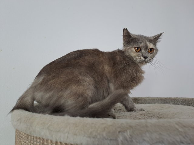 PF133094 - British Shorthair + Domestic Short Hair Cat