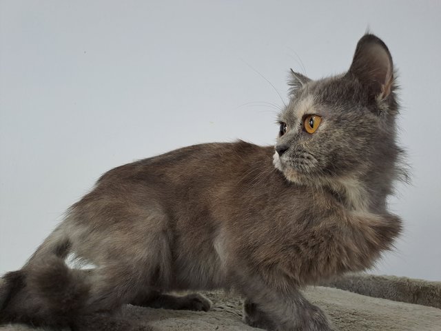 PF133094 - British Shorthair + Domestic Short Hair Cat