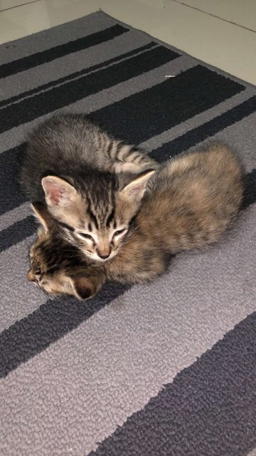 Pinkey And Brain - Domestic Long Hair Cat