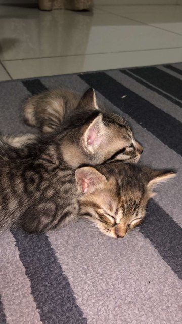 Pinkey And Brain - Domestic Long Hair Cat