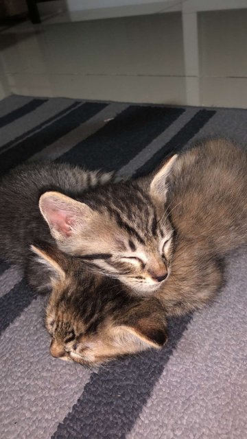 Pinkey And Brain - Domestic Long Hair Cat