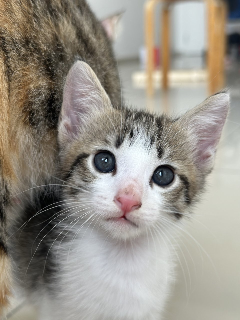 Bobo &amp; Chacha  - Domestic Medium Hair Cat