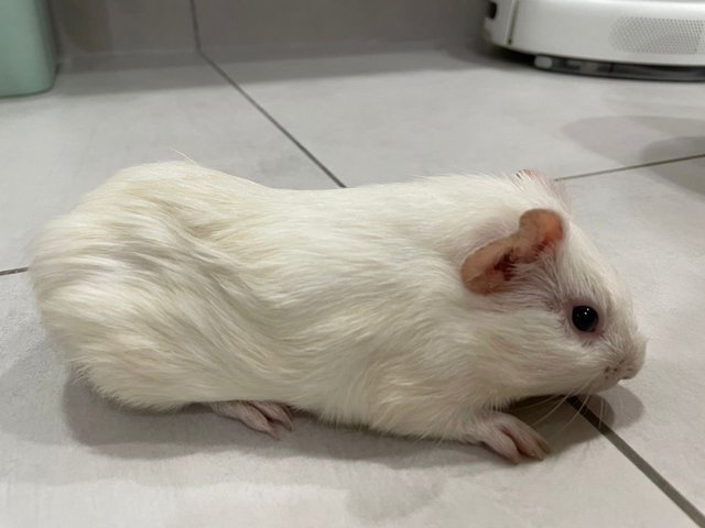 White  - Guinea Pig Small & Furry