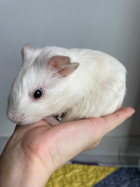 White  - Guinea Pig Small & Furry