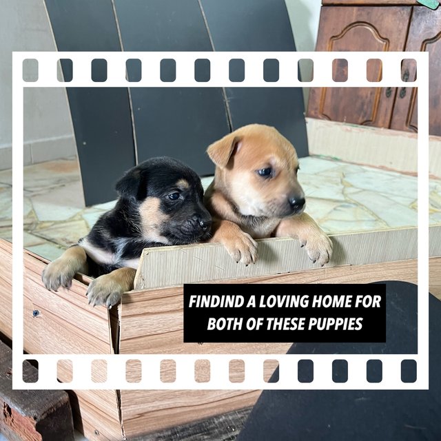  3 Loving Puppies For Adoption  - Mixed Breed Dog