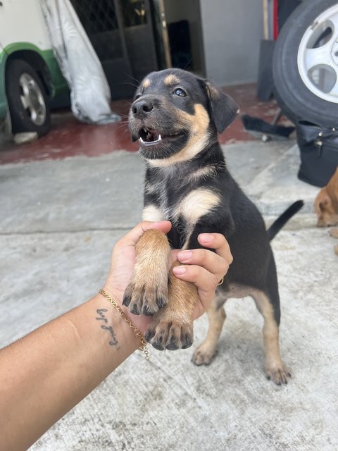  3 Loving Puppies For Adoption  - Mixed Breed Dog