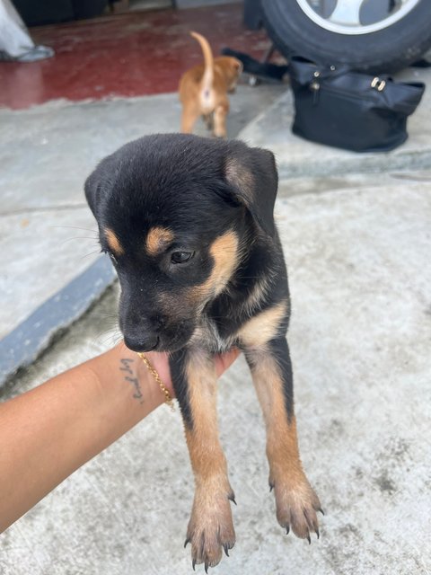  3 Loving Puppies For Adoption  - Mixed Breed Dog