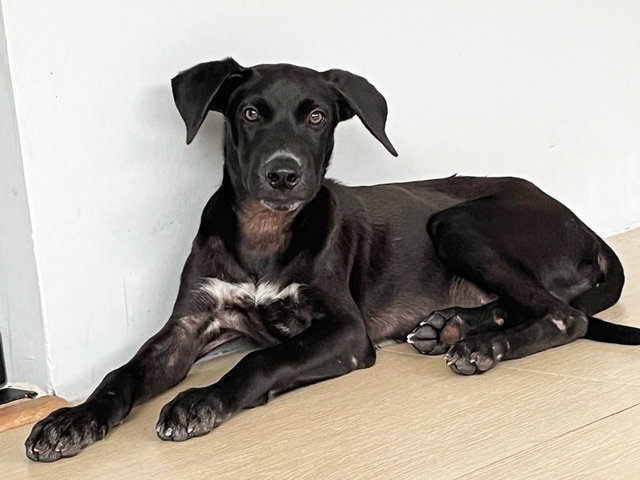 Storm - Pointer Dog