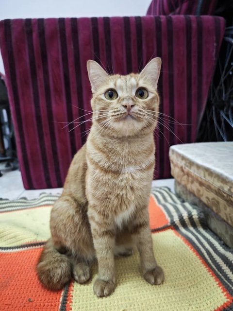 Ding Ding &amp; Tang Tang - Domestic Short Hair Cat