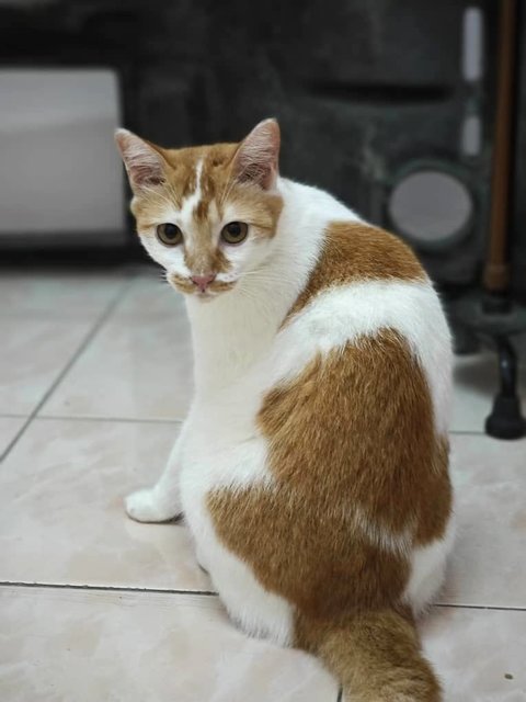 Ding Ding &amp; Tang Tang - Domestic Short Hair Cat