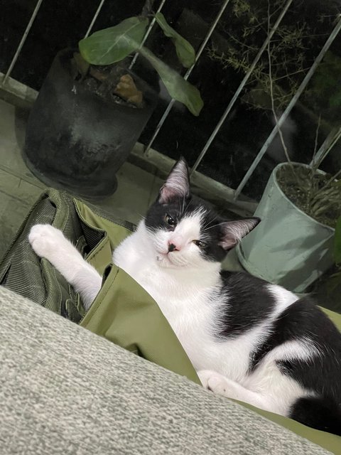 Zoomie - Domestic Medium Hair + Tuxedo Cat