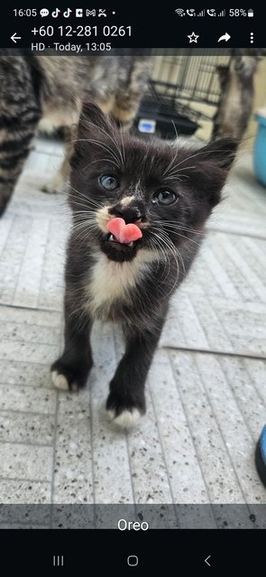 One Month Kitten - Domestic Medium Hair Cat