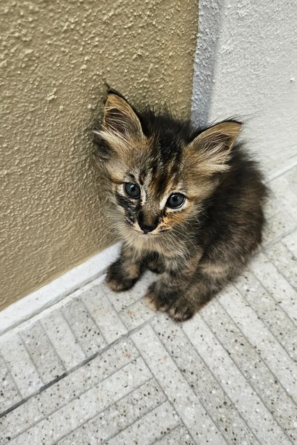 One Month Kitten - Domestic Medium Hair Cat