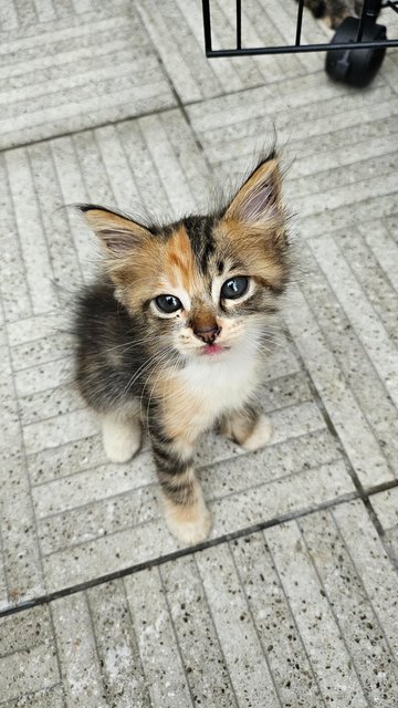 One Month Kitten - Domestic Medium Hair Cat