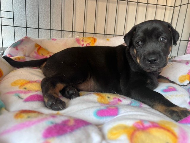 Browne,blacky - Mixed Breed Dog