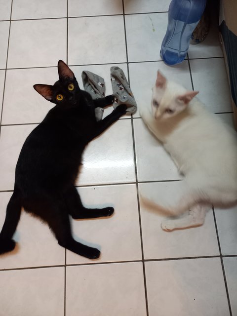 Daisy &amp; Black - Domestic Short Hair Cat