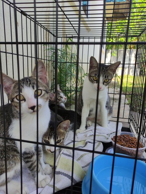 Fifi, Fafa, Tina &amp; Mi-o - Domestic Short Hair + Tabby Cat