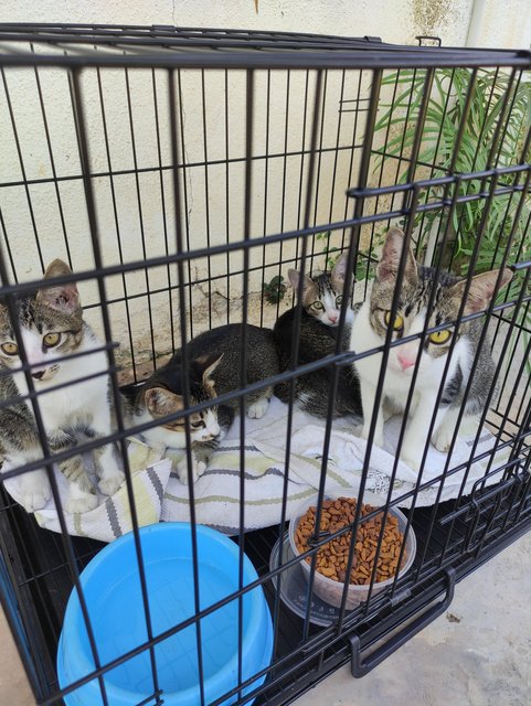 Fifi, Fafa, Tina &amp; Mi-o - Domestic Short Hair + Tabby Cat