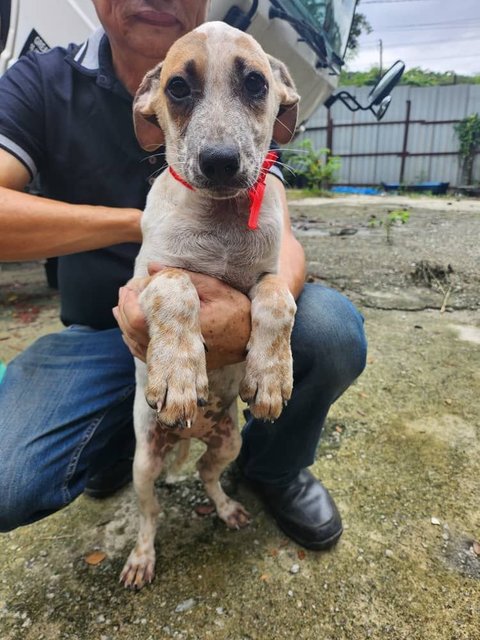 Girl 1 - Jack Russell Terrier Mix Dog