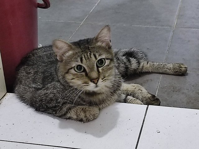 Pangpang(Gemok) - Domestic Medium Hair Cat