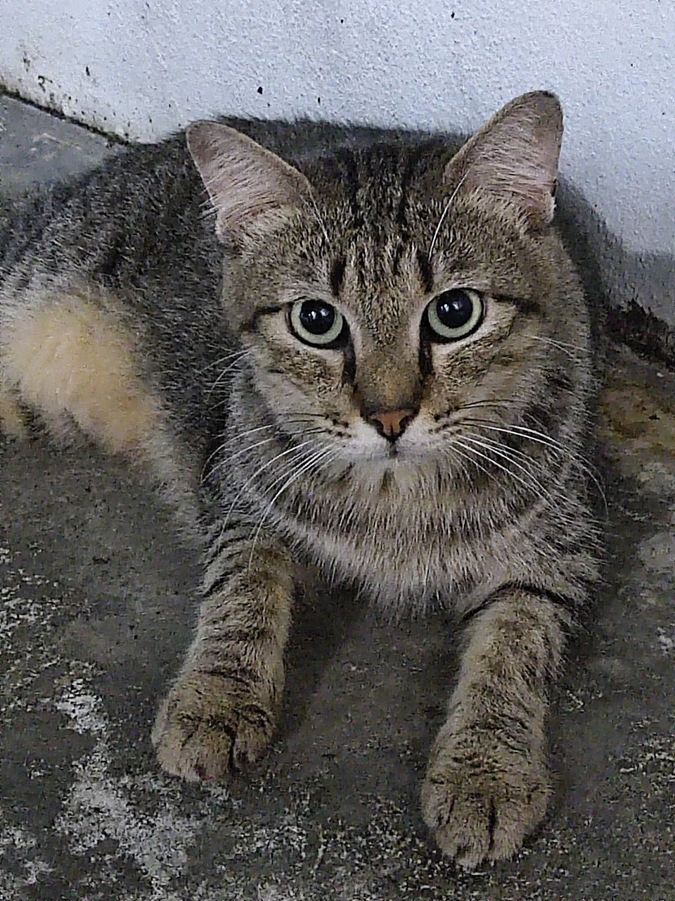 Pangpang(Gemok) - Domestic Medium Hair Cat
