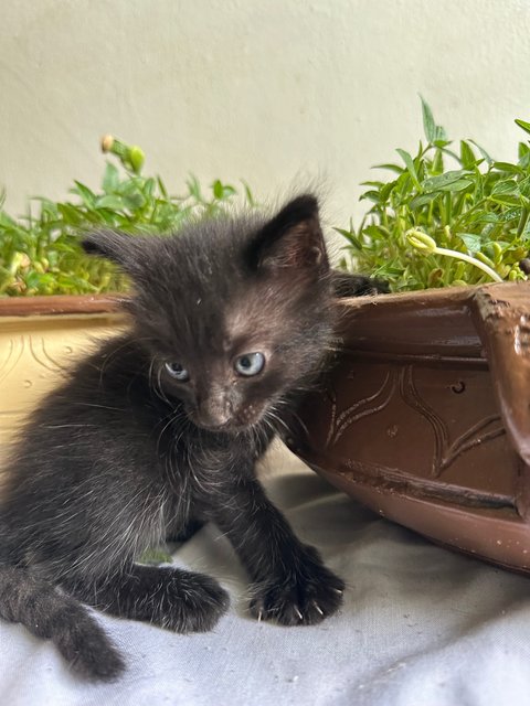 No Name Yet 4  - Havana Cat