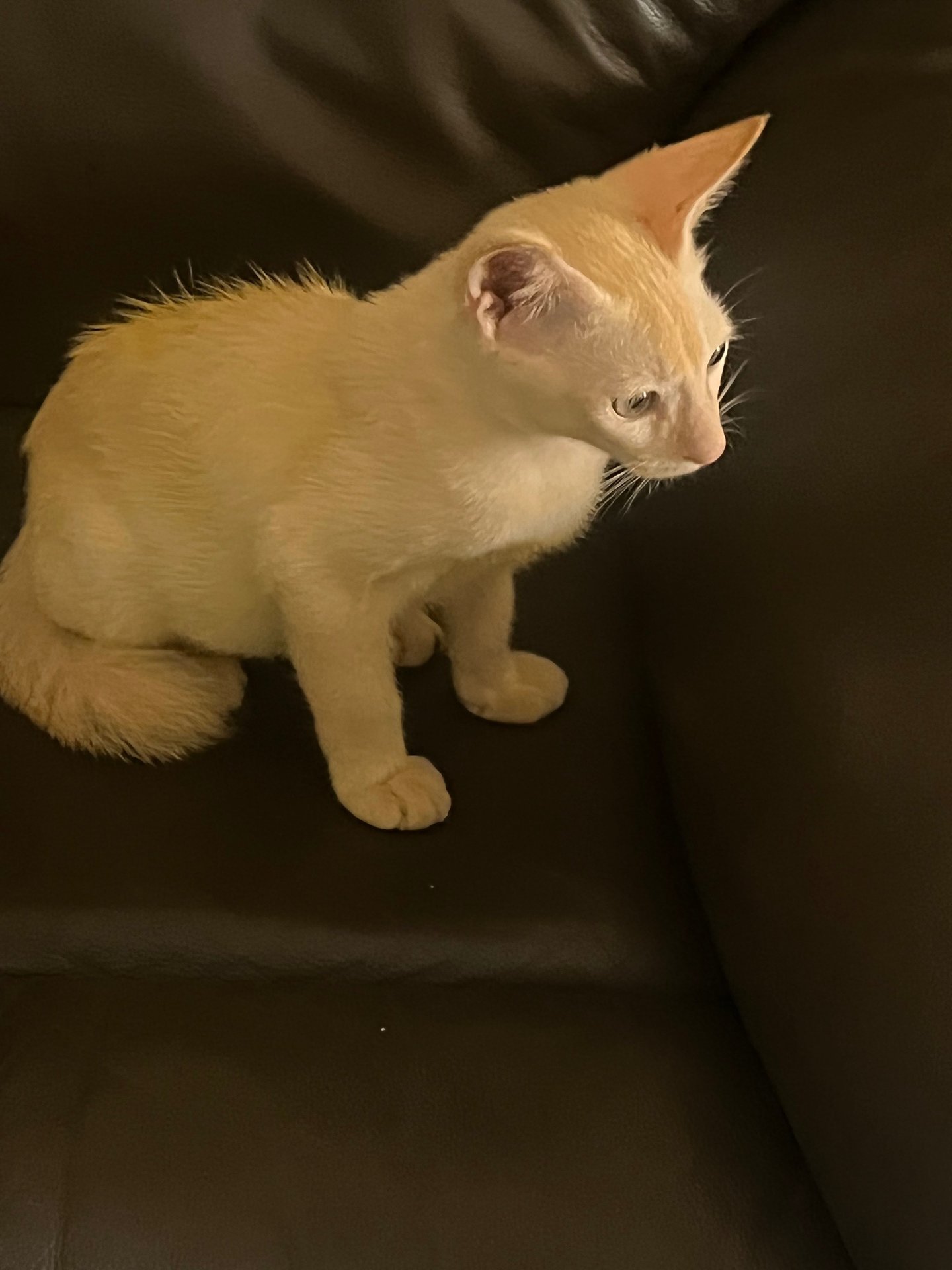 Siamese + Domestic Short Hair Kitten For Adoption - 3 Months, Jiju from ...