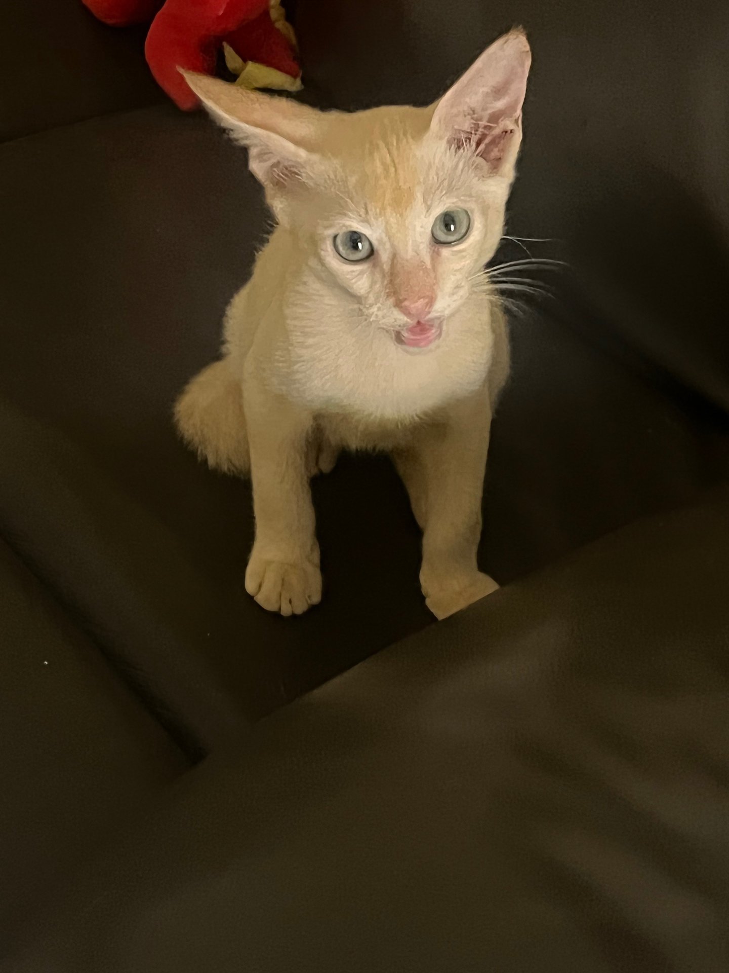 Siamese + Domestic Short Hair Kitten For Adoption - 3 Months, Jiju from ...