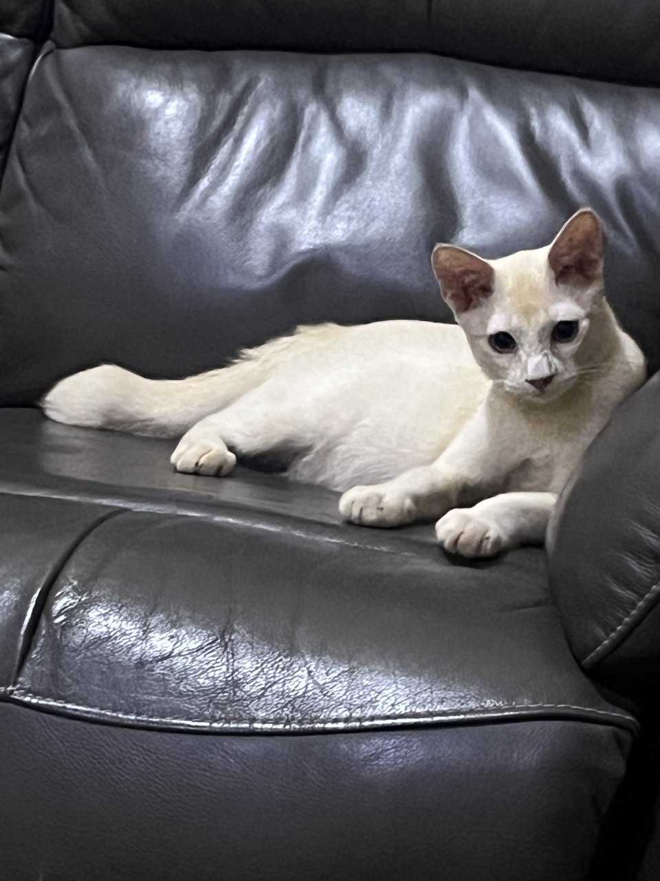 Jiju - Siamese + Domestic Short Hair Cat