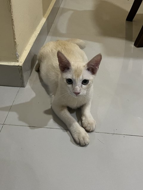 Jiju - Siamese + Domestic Short Hair Cat