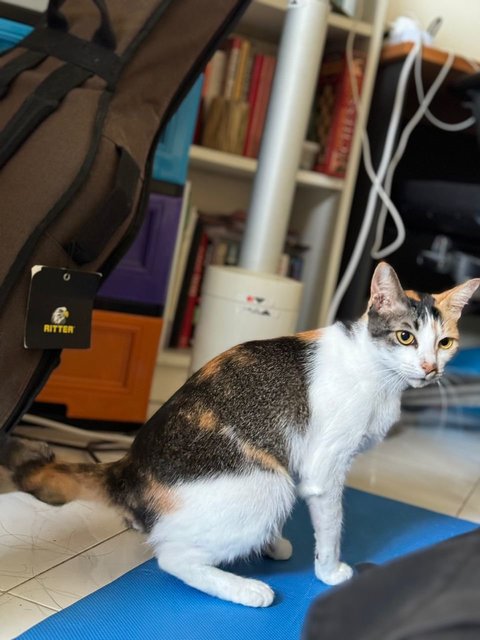 Buster - Domestic Short Hair Cat