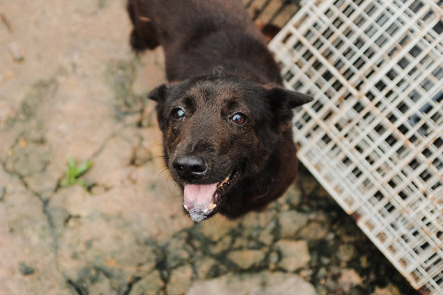 Chiwee - Mixed Breed Dog