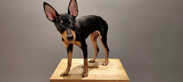 PF133371 - Miniature Pinscher Dog