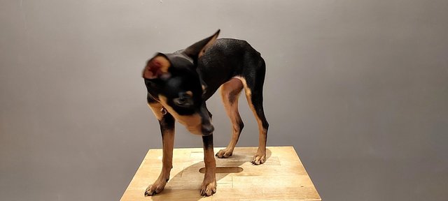 PF133371 - Miniature Pinscher Dog