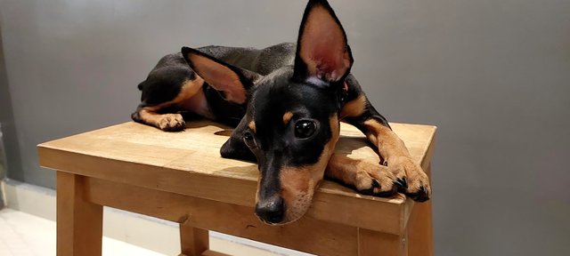 PF133371 - Miniature Pinscher Dog