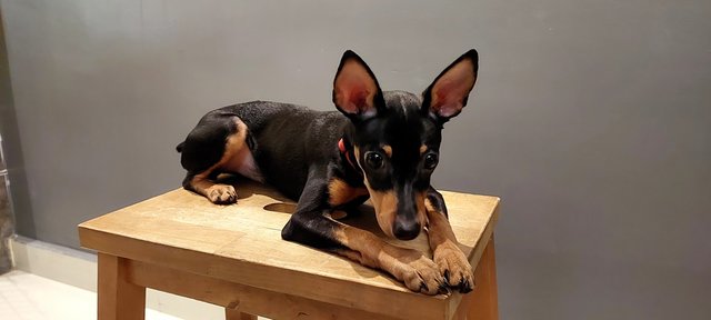 PF133371 - Miniature Pinscher Dog