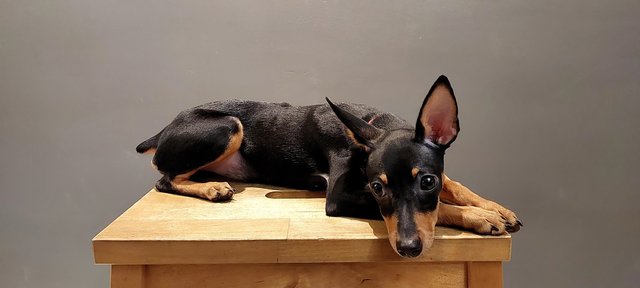 PF133371 - Miniature Pinscher Dog