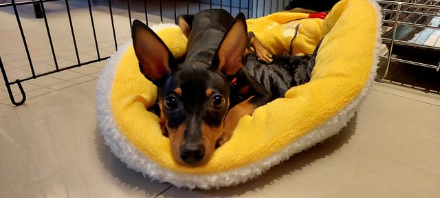 PF133371 - Miniature Pinscher Dog