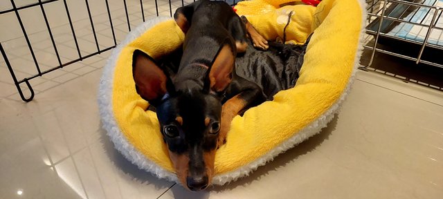 PF133371 - Miniature Pinscher Dog