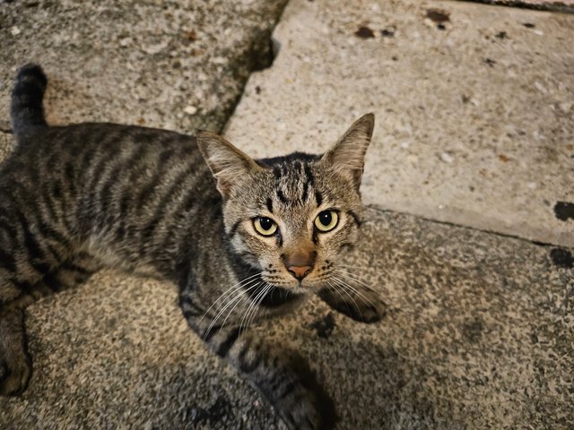 Jango - Domestic Short Hair Cat