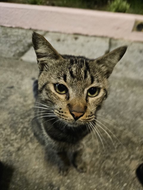 Jango - Domestic Short Hair Cat